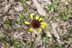 Gaillardia