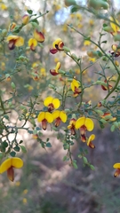 Bossiaea