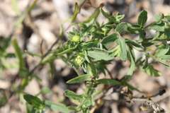 Gaillardia