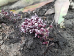 Marasmius haematocephalus