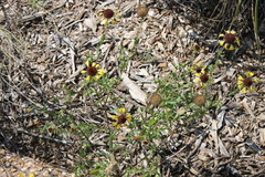 Gaillardia