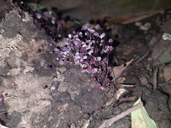 Marasmius haematocephalus