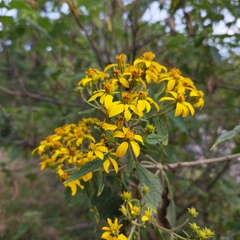 Dendroviguiera quinqueradiata