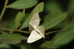 Idaea distinctaria
