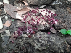 Marasmius haematocephalus