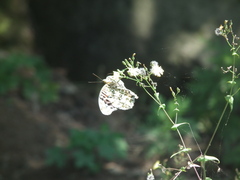 Argynnis hyperbius