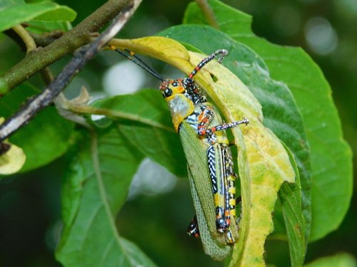 Photo of Variegated grasshopper (Zonocerus variegatus)