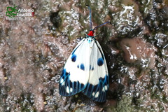 Chalcosia nympha