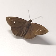 Eudaminae