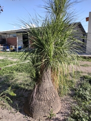 Beaucarnea guatemalensis