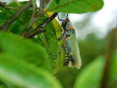 Zonocerus variegatus