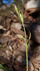 Calochilus robertsonii