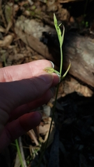 Calochilus robertsonii