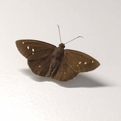 Eudaminae