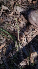 Calochilus robertsonii