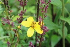 Bidens ostruthioides