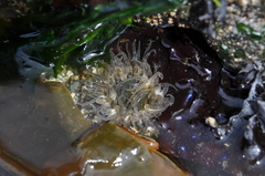 Anthopleura artemisia