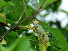Zonocerus variegatus