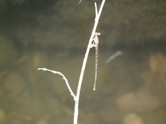 Platycnemis