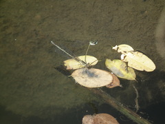 Platycnemis