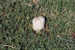 Chlorophyllum molybdites