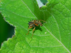 Apoderinae