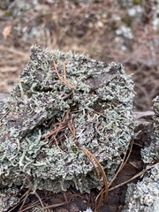 Cladonia transcendens