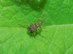 Apoderinae