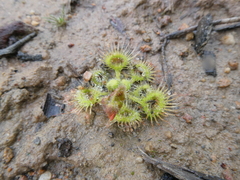 Drosera glanduligera