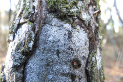 Biscogniauxia atropunctata