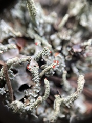 Cladonia transcendens