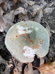 Virescentinae