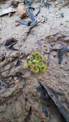 Drosera glanduligera