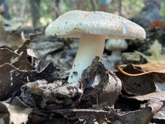 Virescentinae