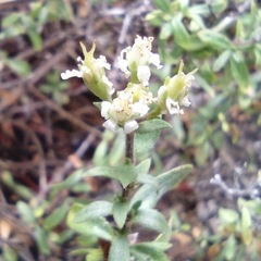 Fendlerella utahensis