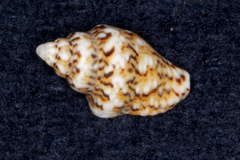 Euplica scripta