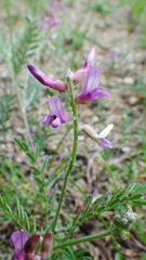 Astragalus flexuosus