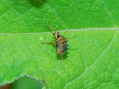 Apoderinae
