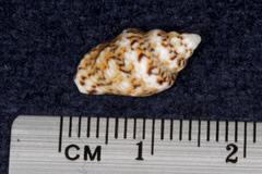 Euplica scripta