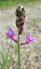 Astragalus flexuosus