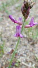Astragalus flexuosus