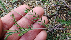 Astragalus flexuosus