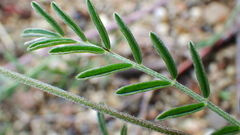 Astragalus flexuosus