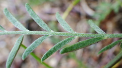 Astragalus flexuosus