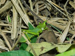 Taphronota calliparea