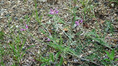 Astragalus flexuosus