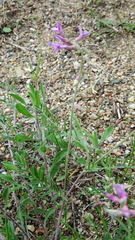 Astragalus flexuosus
