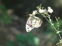 Argynnis hyperbius