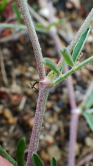 Astragalus flexuosus