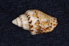Euplica scripta